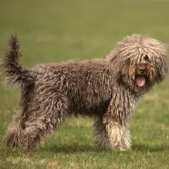 Lagotto Romagnolo - Foto 2