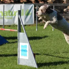 Lagotto Romagnolo - Foto 3