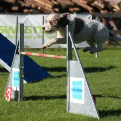 Lagotto Romagnolo - Foto 4