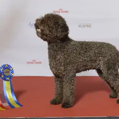 Lagotto Romagnolo - Foto 5