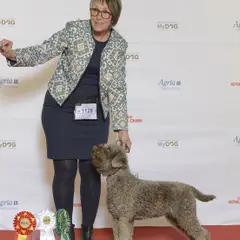 Lagotto Romagnolo - Foto 7