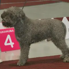 Lagotto Romagnolo - Foto 8
