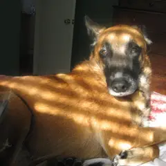 Berger Belge Malinois - Photo 6