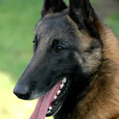 Berger Belge Malinois - Photo 7