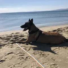 Berger Belge Malinois - Photo 8