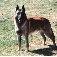 Berger Belge Malinois - Photo 9