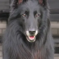 Belgische Herder Groenendael - Foto 2