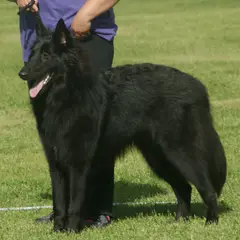 Belgische Herder Groenendael - Foto 3