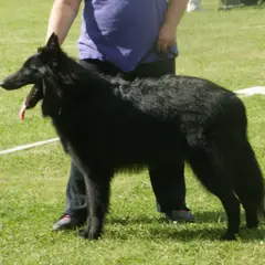 Belgische Herder Groenendael - Foto 4