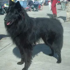 Belgische Herder Groenendael - Foto 5