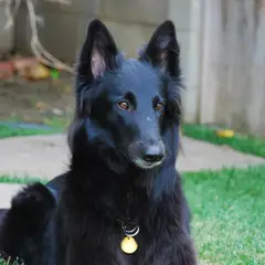 Belgische Herder Groenendael - Foto 6