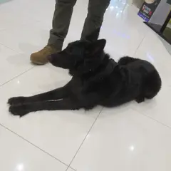 Belgische Herder Groenendael - Foto 9
