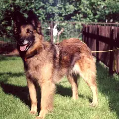 Berger Belge Tervueren - Photo 2