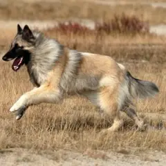 Berger Belge Tervueren - Photo 5