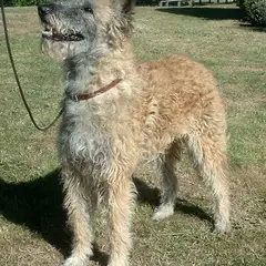 Berger Belge Laekenois - Photo 3