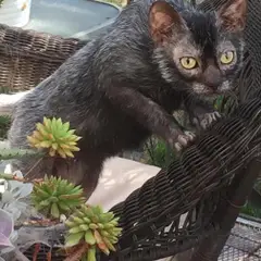 Lykoi - Foto 3