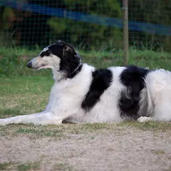 Barzoï - Foto 5