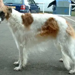 Barzoï - Foto 6