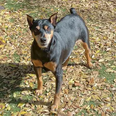 Pinscher Nano - Foto 4