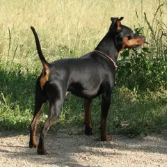 Pinscher Nano - Foto 5