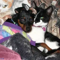 Pinscher Nano - Foto 7