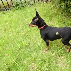 Pinscher Nano - Foto 8