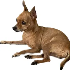 Pinscher Nano - Foto 9