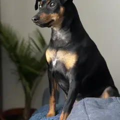 Pinscher Nano - Foto 10
