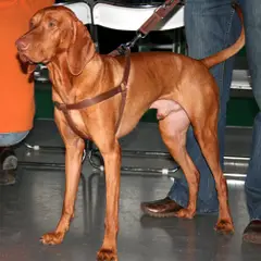 Hungarian Short-haired Pointer - Photo 2
