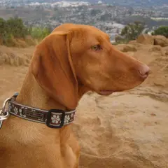 Hungarian Short-haired Pointer - Photo 4