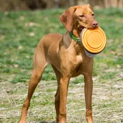 Hungarian Short-haired Pointer - Photo 7