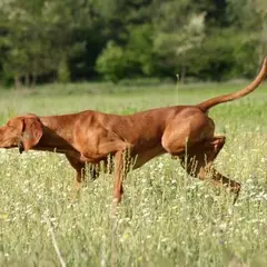Hungarian Short-haired Pointer - Photo 8