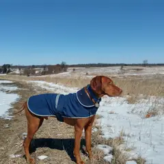 Hungarian Short-haired Pointer - Photo 9