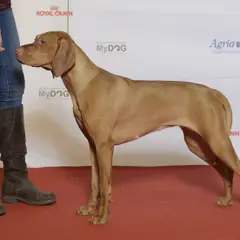 Hungarian Short-haired Pointer - Photo 10