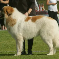 Cane da montagna dei Pirenei - Foto 6