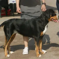 Grand Bouvier Suisse - Photo 2