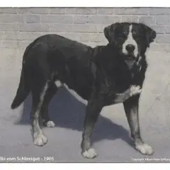 Grand Bouvier Suisse - Photo 4