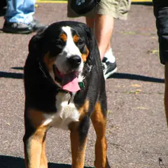 Grand Bouvier Suisse - Photo 5