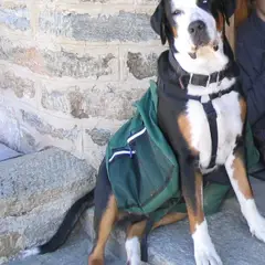 Grand Bouvier Suisse - Photo 6