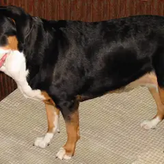 Grand Bouvier Suisse - Photo 7