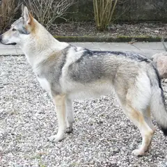 Chien Loup Tchécoslovaque - Photo 2