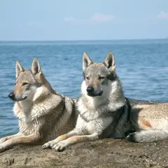 Chien Loup Tchécoslovaque - Photo 3
