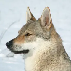 Chien Loup Tchécoslovaque - Photo 4