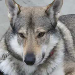 Chien Loup Tchécoslovaque - Photo 5