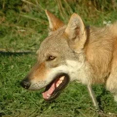 Chien Loup Tchécoslovaque - Photo 6