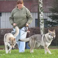 Chien Loup Tchécoslovaque - Photo 8