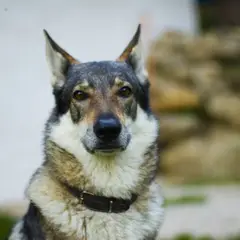 Chien Loup Tchécoslovaque - Photo 9