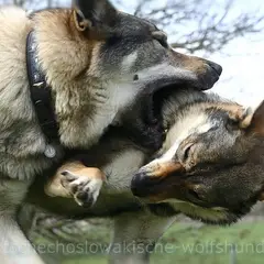 Chien Loup Tchécoslovaque - Photo 10