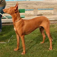 Faraohond - Foto 2