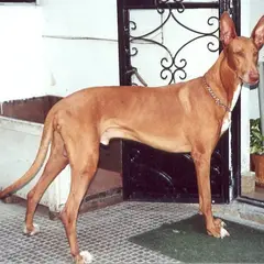 Faraohond - Foto 3